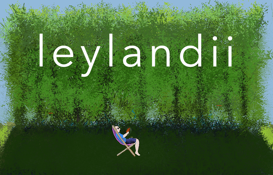 leylandii